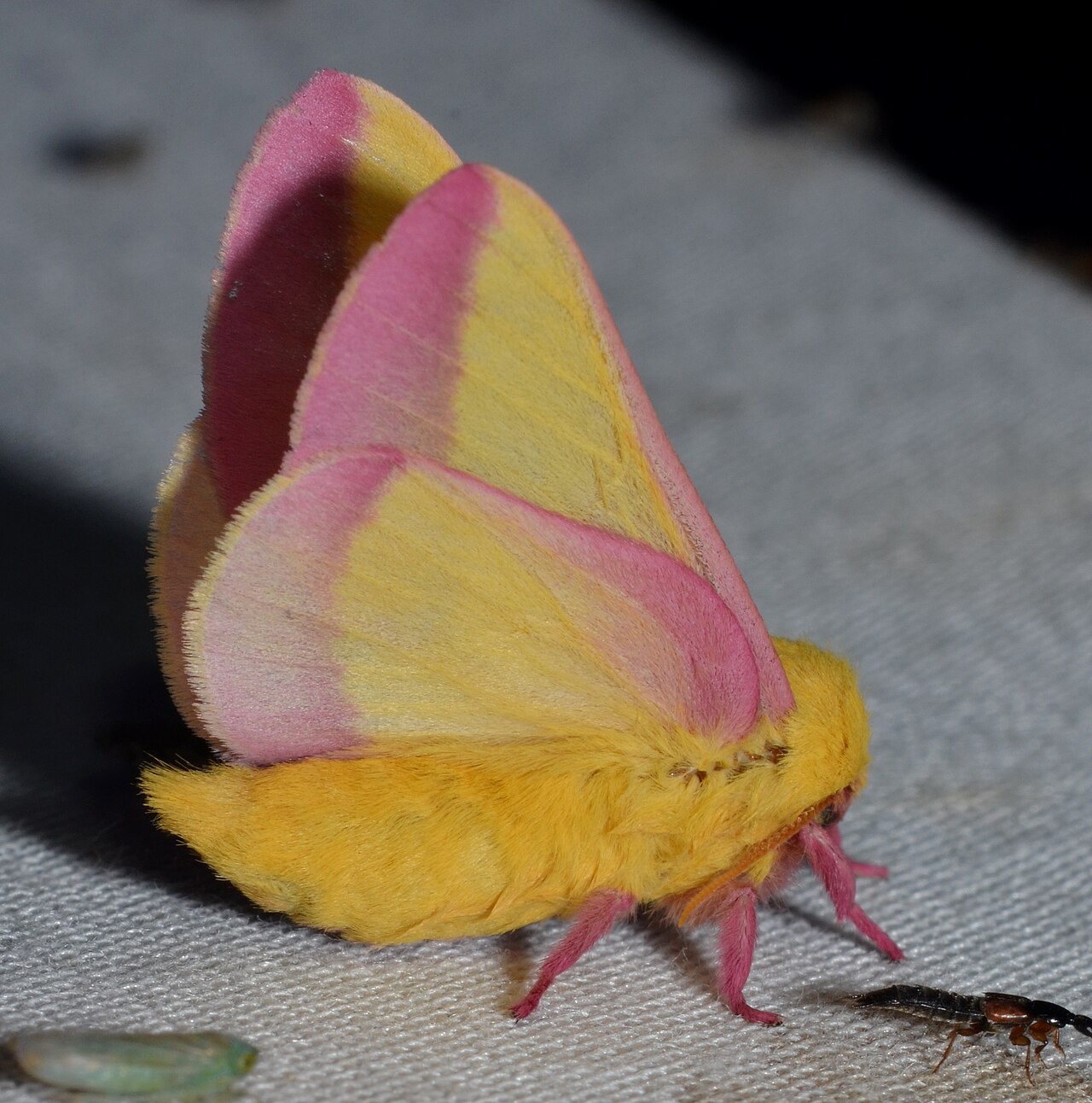 Leafcutter Bees (Megachile): A Pink Belly Full of Pollen