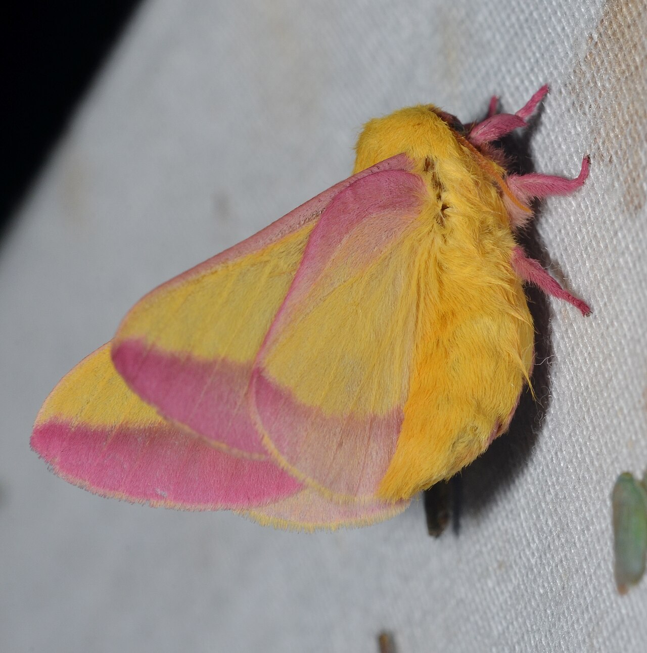 Are pink beetles dangerous, and do they bite?