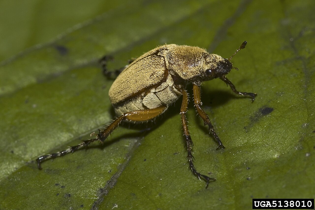 Pink spotted lady beetle (Coleomegilla maculata)