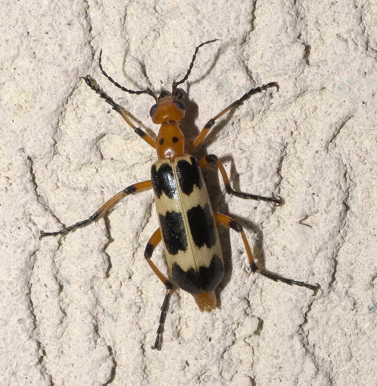 Parenthesis lady beetle (Hippodamia parenthesis)
