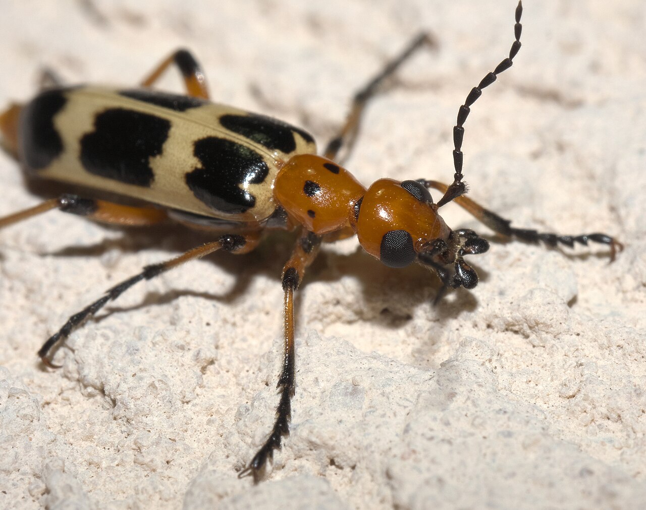 Rose chafer (Macrodactylus subspinosus)
