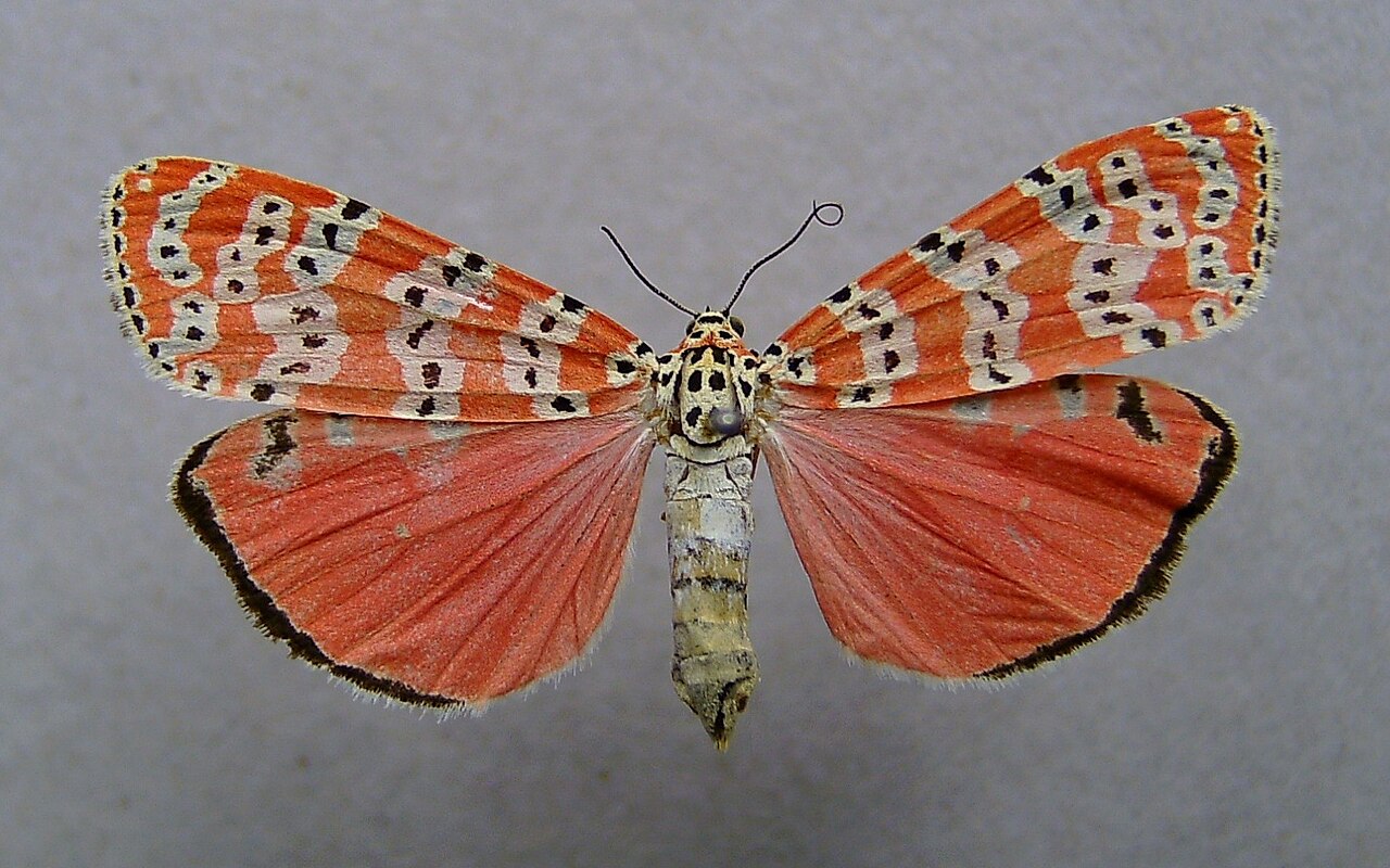 Rosy Maple Moth (Dryocampa rubicunda)