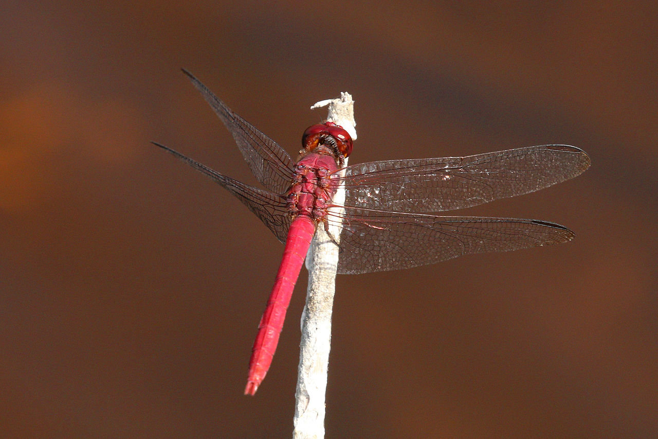 Is a pink fly dangerous? Bites, stings and venom