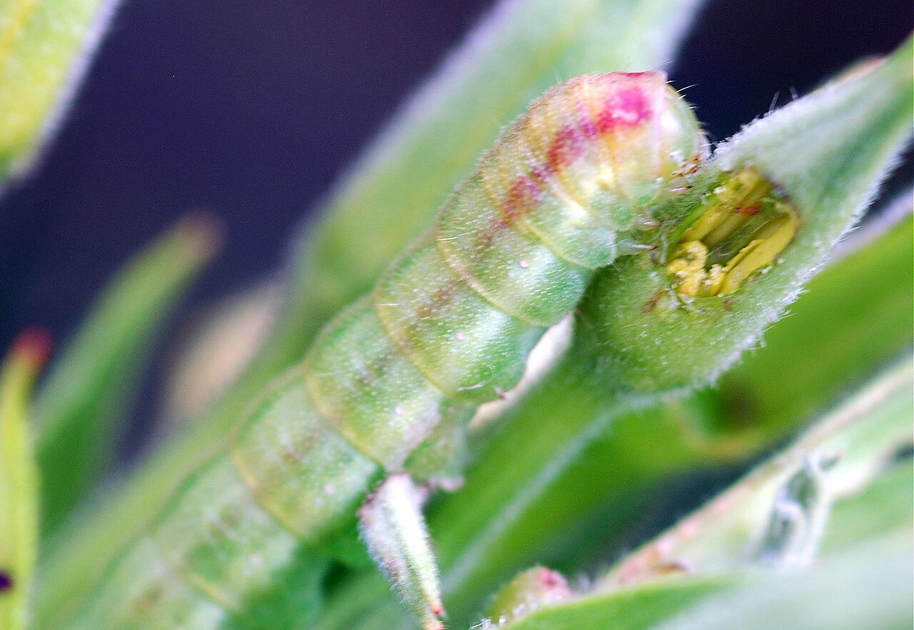 Primrose moth (Schinia florida)