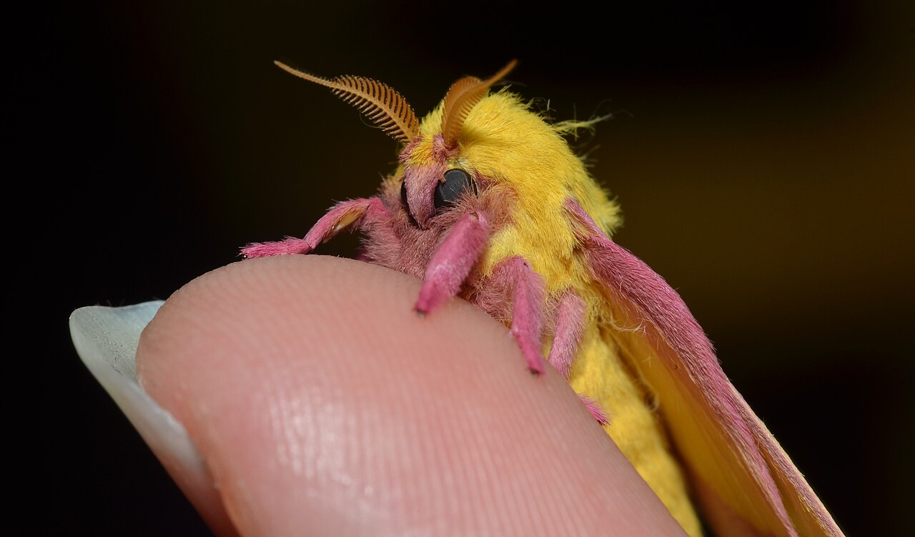 Pink spotted hawkmoth (Agrius cingulata)