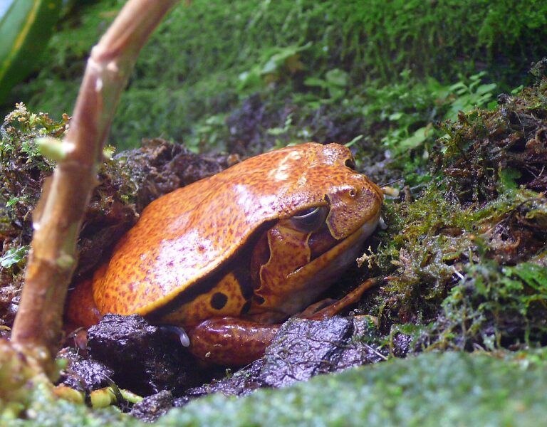 Pink Frog Identification: 9 Species and Morphs That Are Really Pink