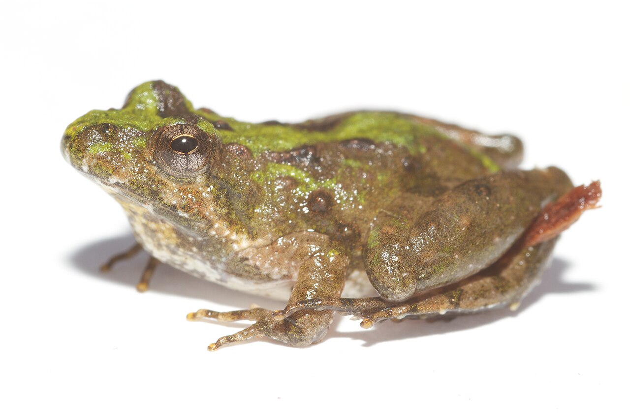 Why a Frog Turns Out Pink: Albinism, Leucism and Erythrism