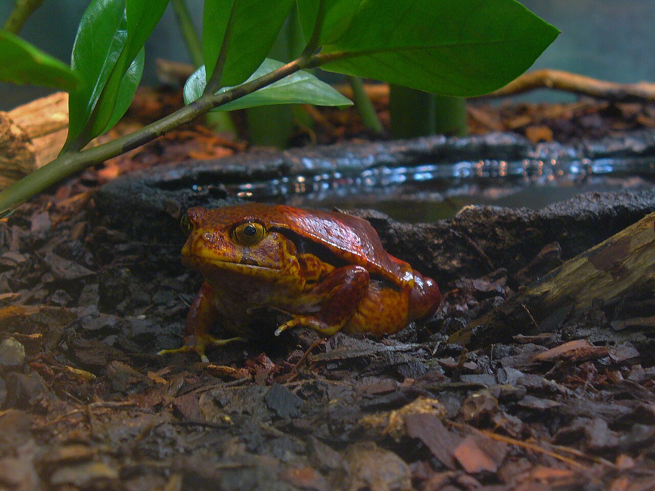 Strawberry Poison Dart Frog: Are Pink Poison Dart Frogs Poisonous?