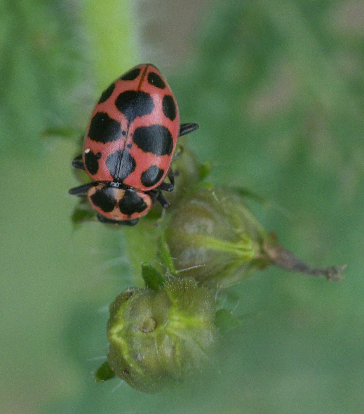 Pink Ladybug: Are They Real? 6 Species and How to ID Them
