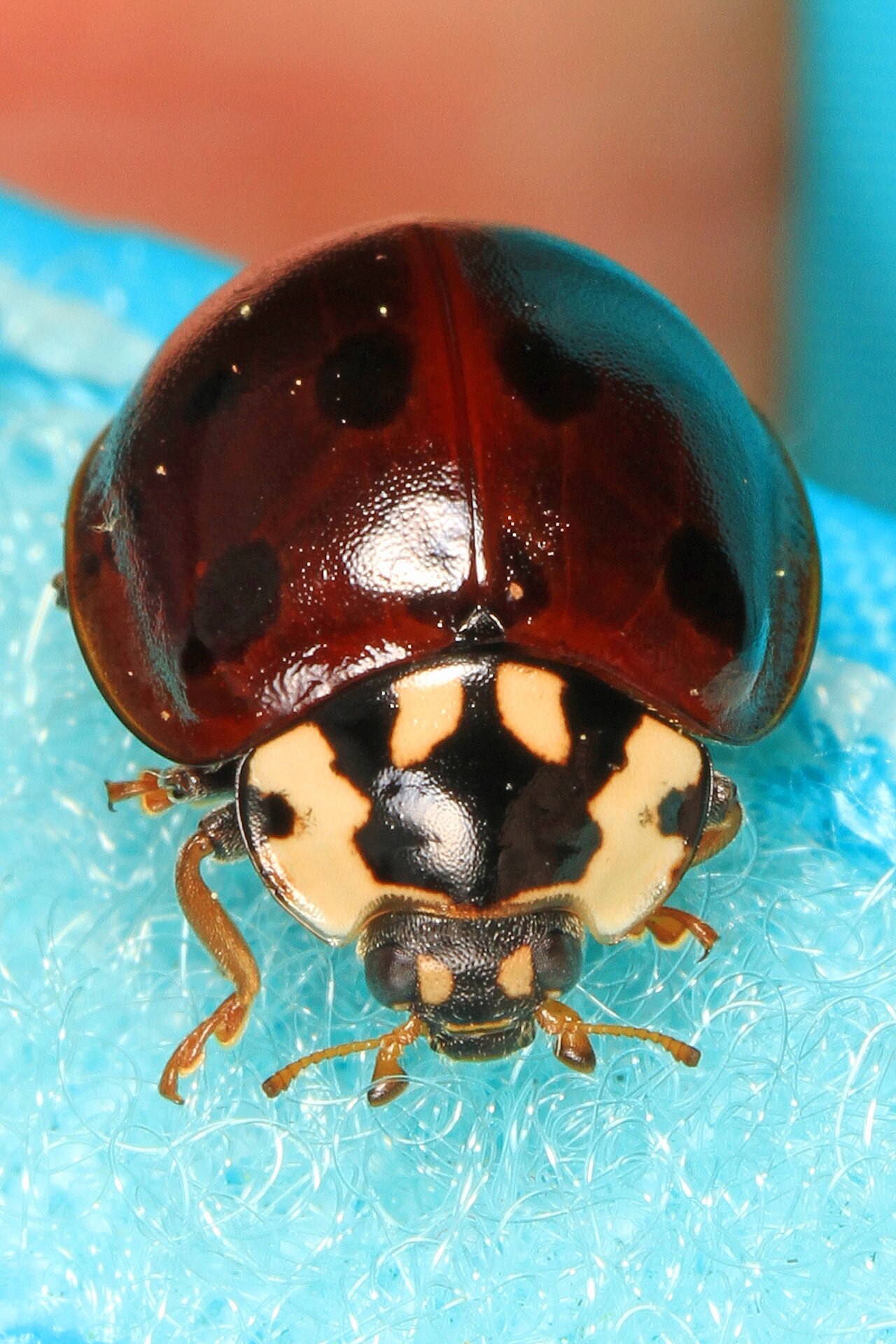Spotted pink lady beetle (Coleomegilla maculata)