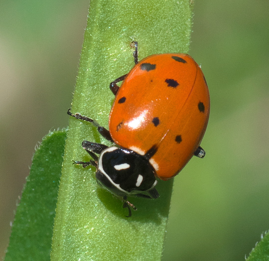 Fifteen-spotted lady beetle (Anatis labiculata)