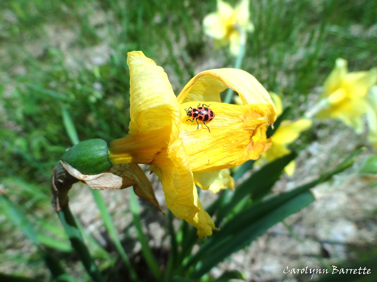 Convergent lady beetle (Hippodamia convergens)
