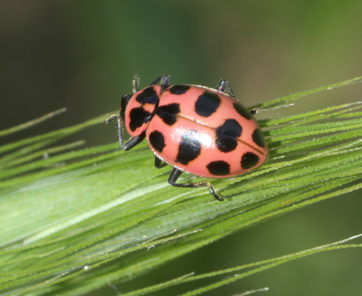 Asian lady beetle (Harmonia axyridis), pale forms
