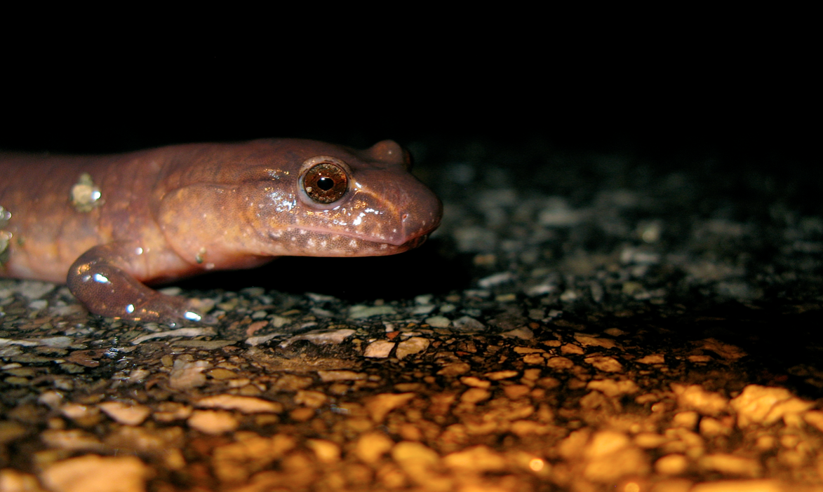 Pink Salamander: 7 US Species and How to Tell Them Apart