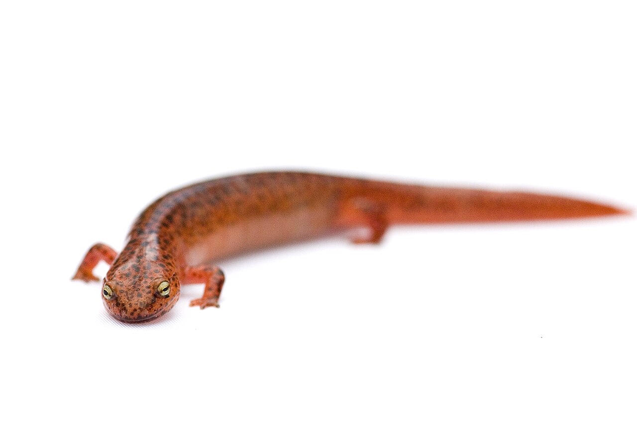 Can a Salamander Be Pink?