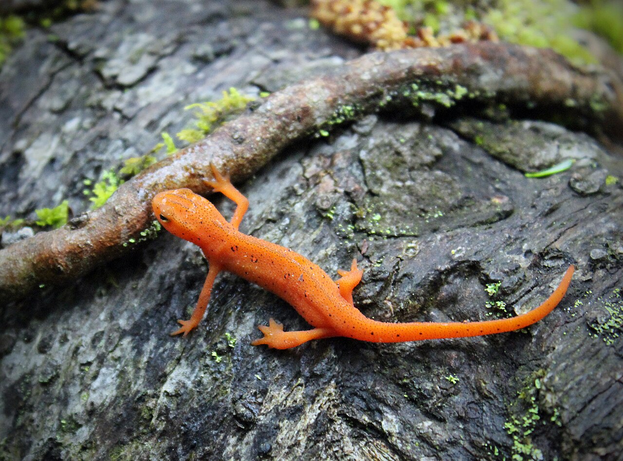 What Is a Pink Salamander Called?
