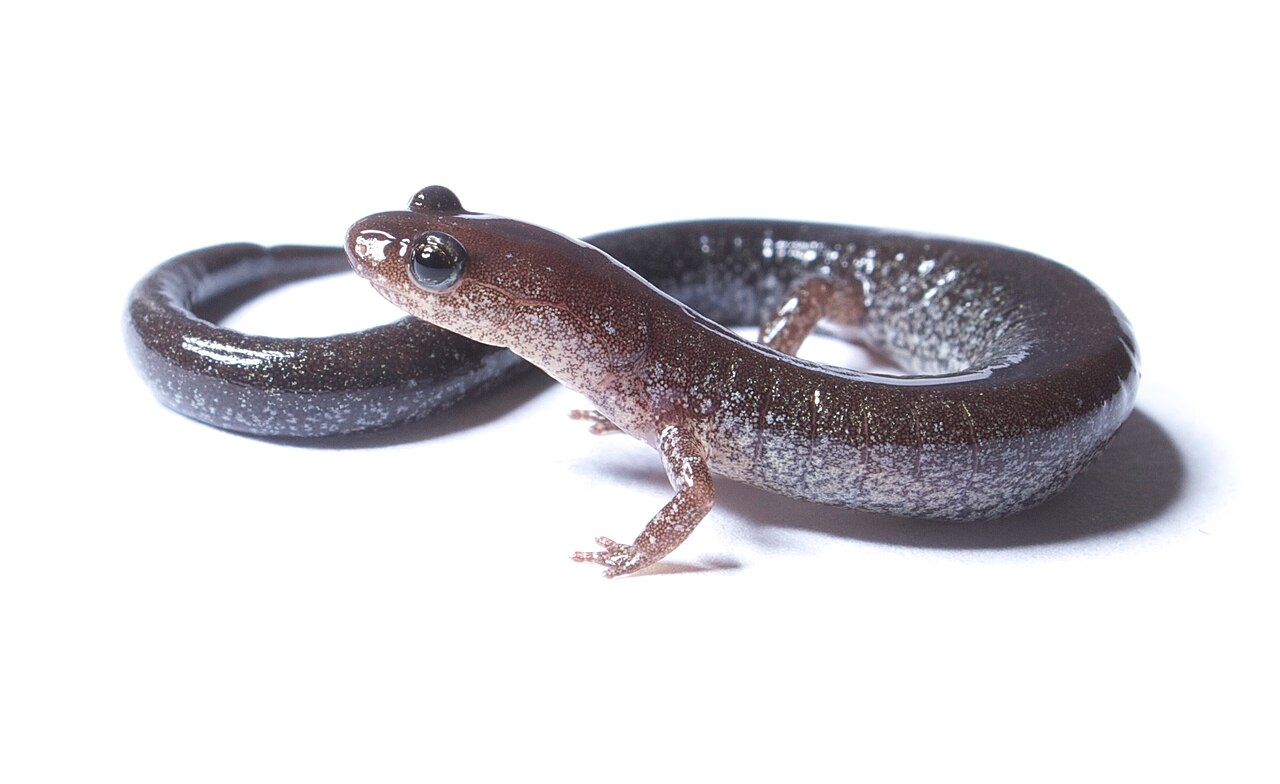 Spring Salamander: The Most Common Pink Salamander in the US