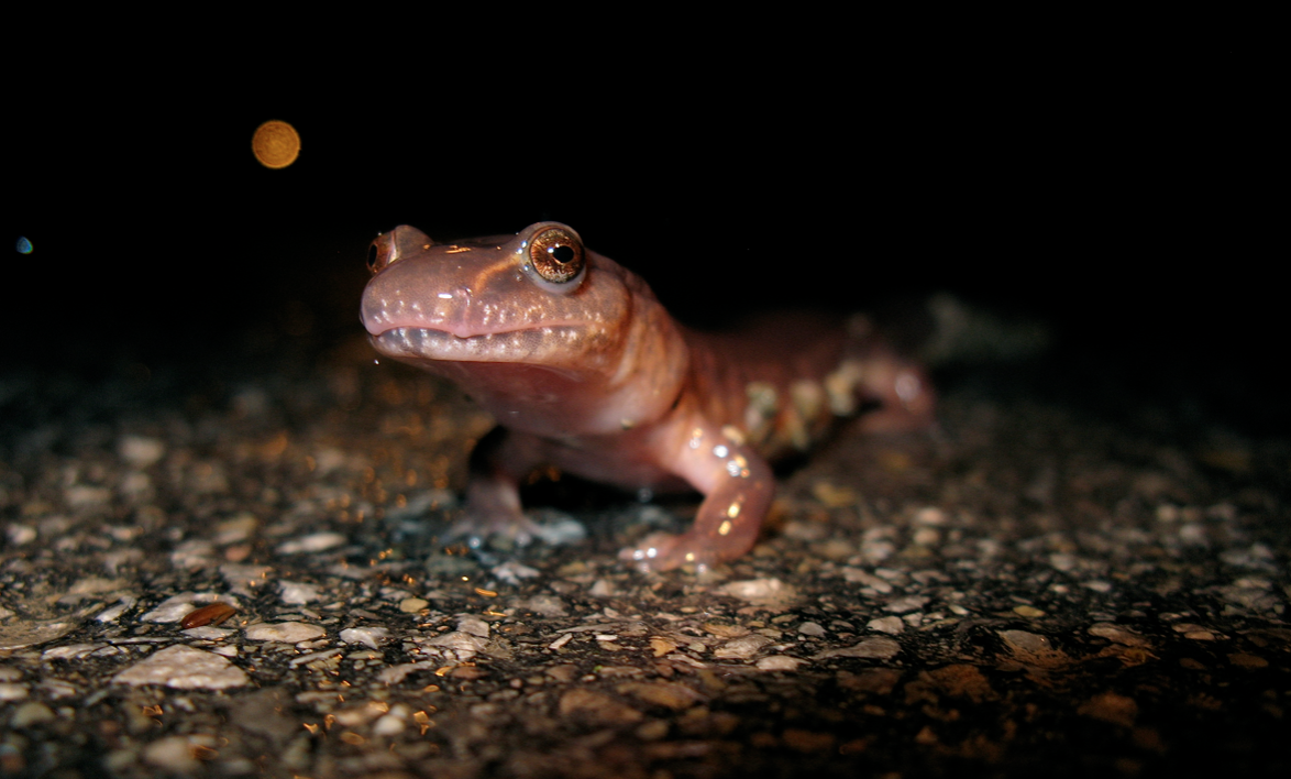 Red Salamander: Coral Pink With Black Freckles
