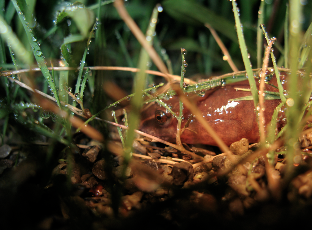Mud Salamander: The Coastal Plain Look Alike