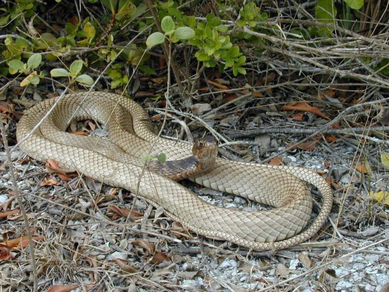 Pink Snake Identification: 6 US Species and Which Are Venomous