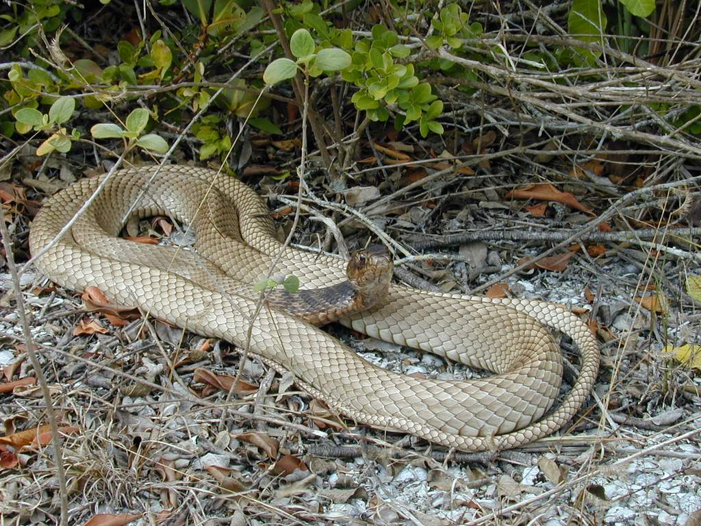 Pink Snake Identification: 6 US Species and Which Are Venomous