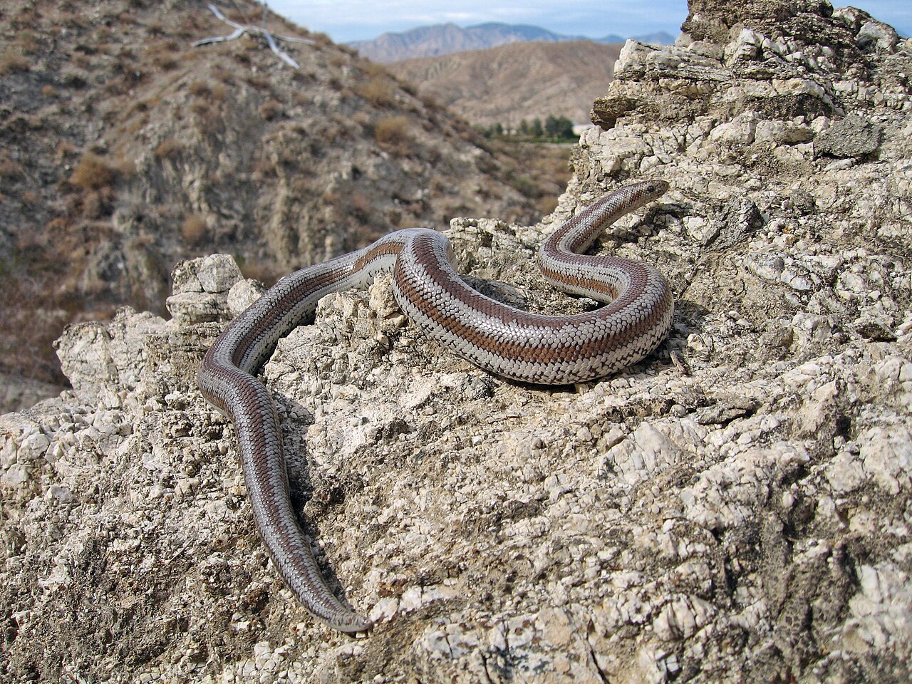 Red Coachwhip: The Pinkest Snake in North America