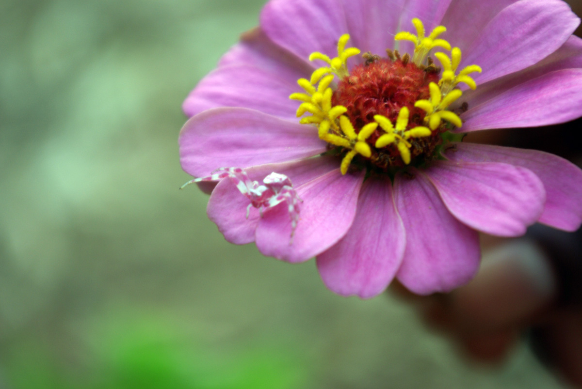 Pink Spider Identification: 6 Real Species and the Lookalikes
