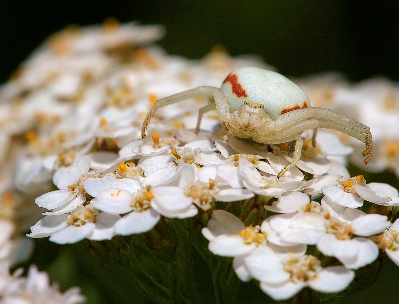 Are Pink Spiders Venomous or Dangerous?