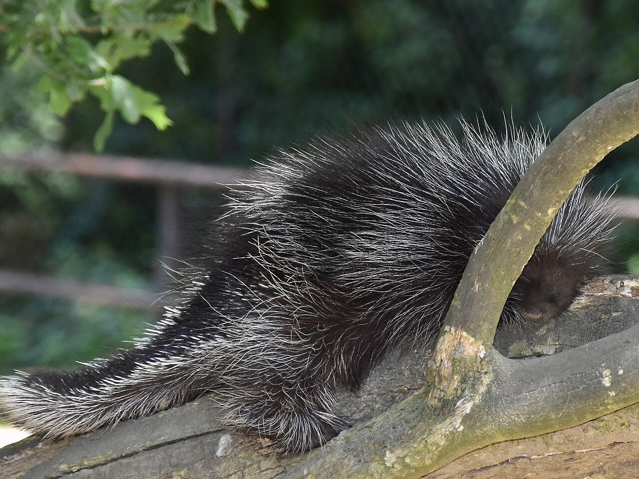 Porcupine Poop: Size, Shape and 3 Scat Lookalikes