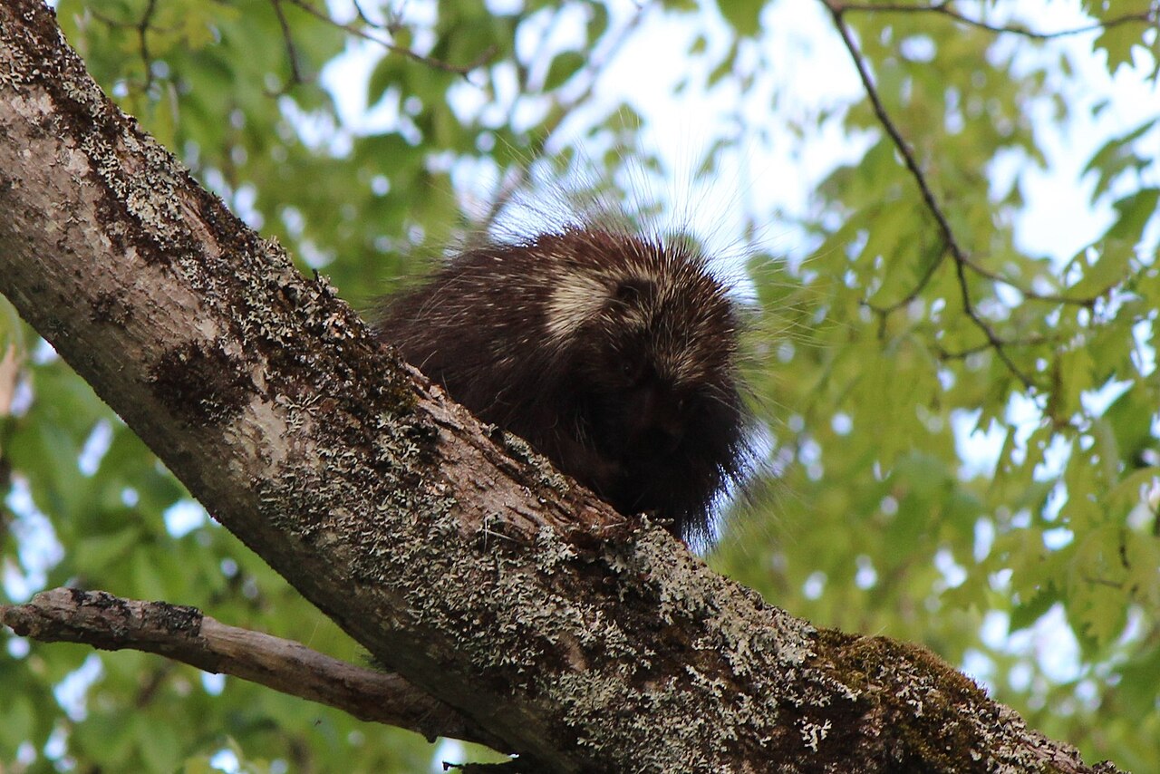 Porcupine Poop Size and Shape at a Glance