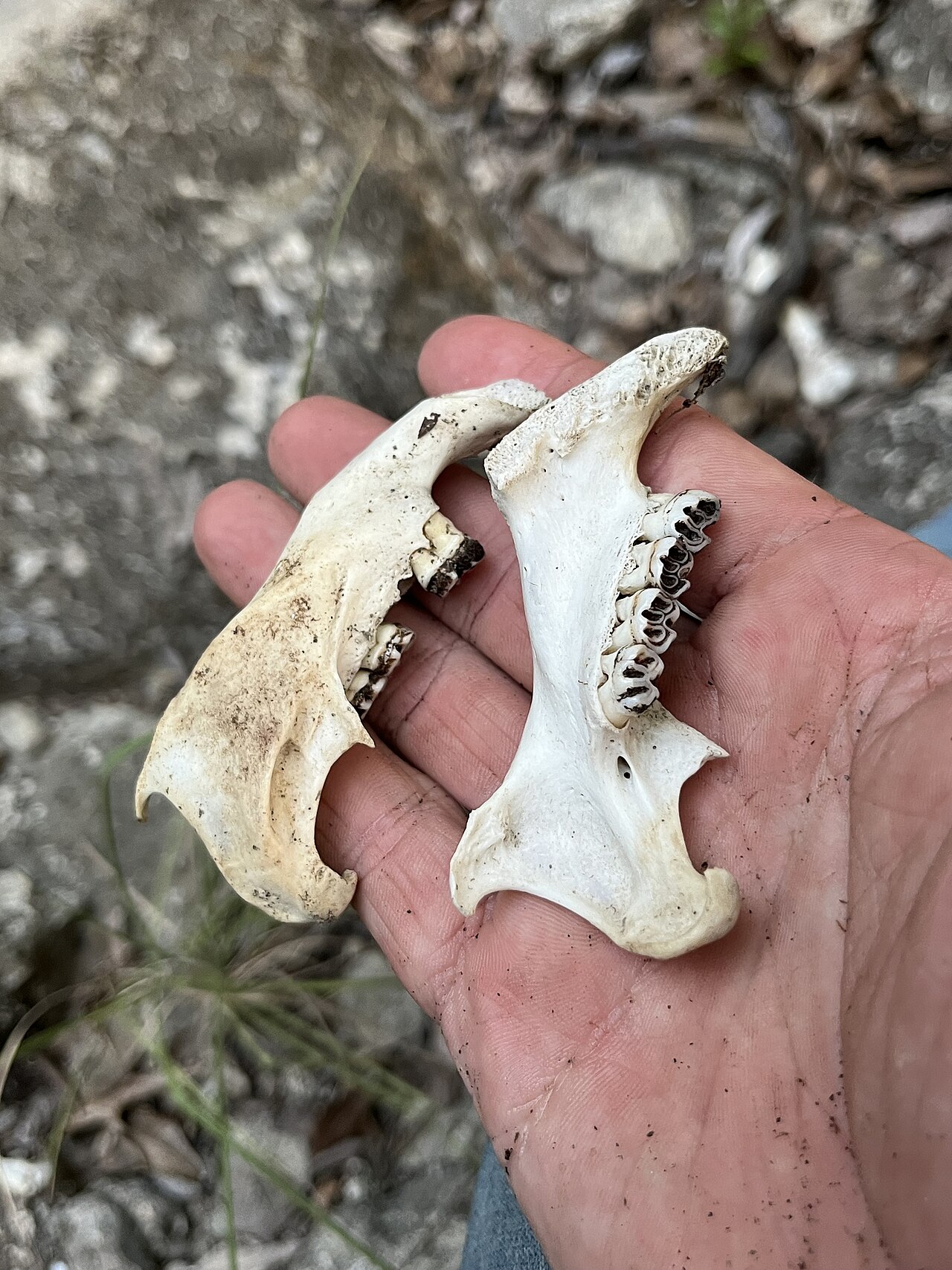 Color and Content: What Is Inside Porcupine Scat