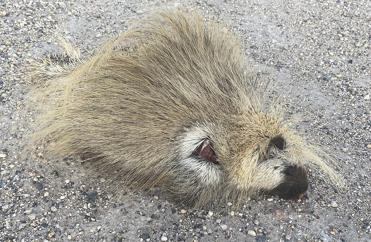 Where You Find Porcupine Poop