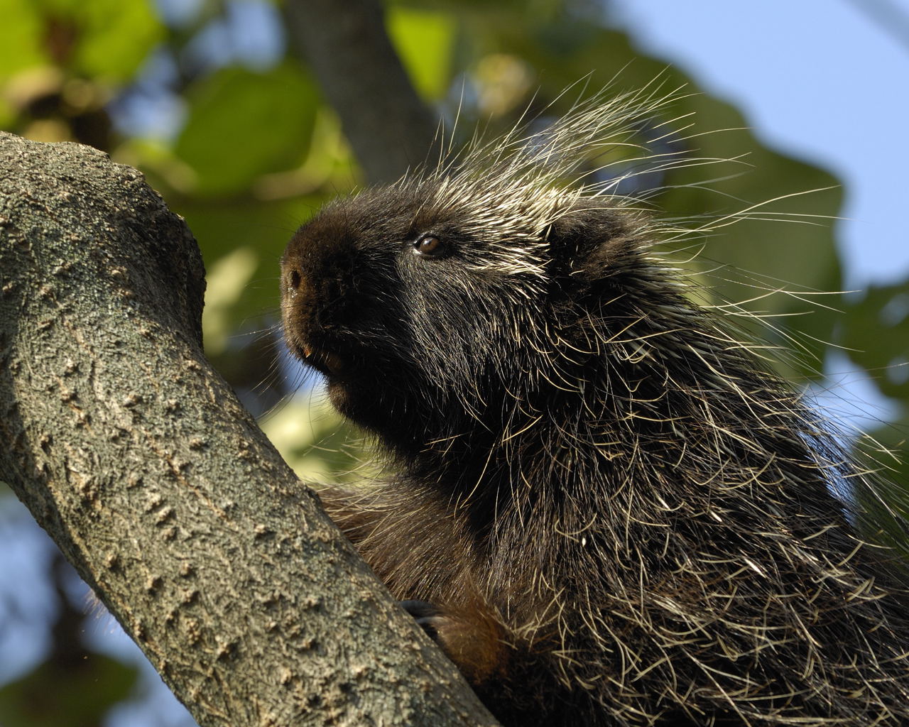 Porcupine Tracks: How to Identify Them in Snow, Mud and Sand