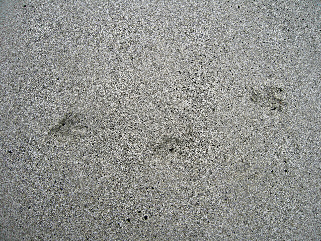 Possum Tracks: How to Identify Them in Snow, Mud and Sand