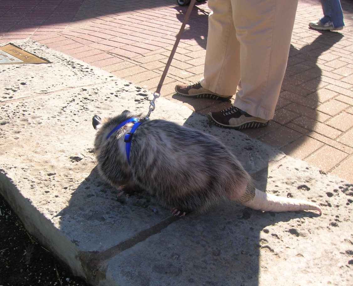 Opossum Track Size and Stride Measurements