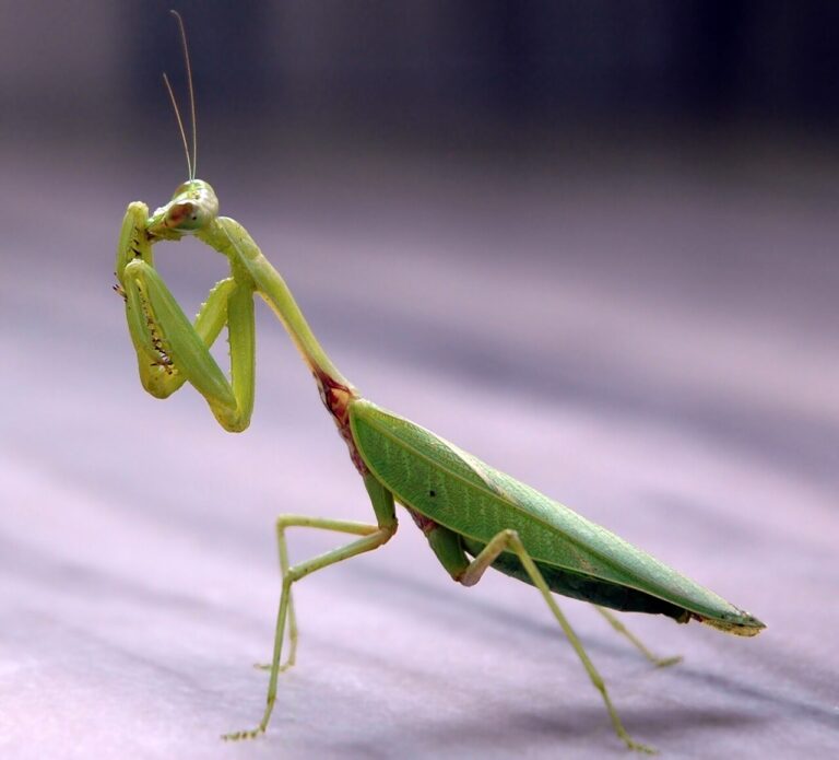 Praying Mantis Symbolism: Meaning Across Cultures and Faiths