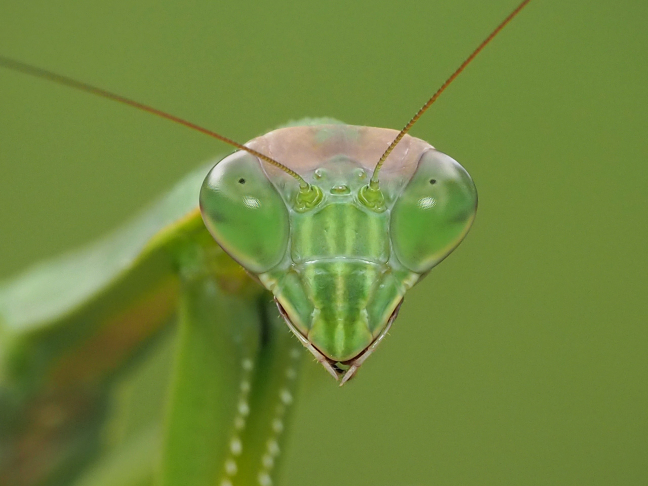 Tenodera sinensis: Are Praying Mantises Good or Bad Omens