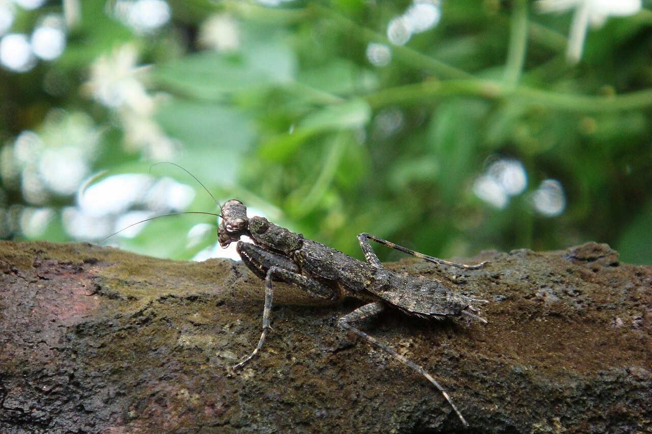 Praying mantis: The San Creator Mantis and Other African Traditions