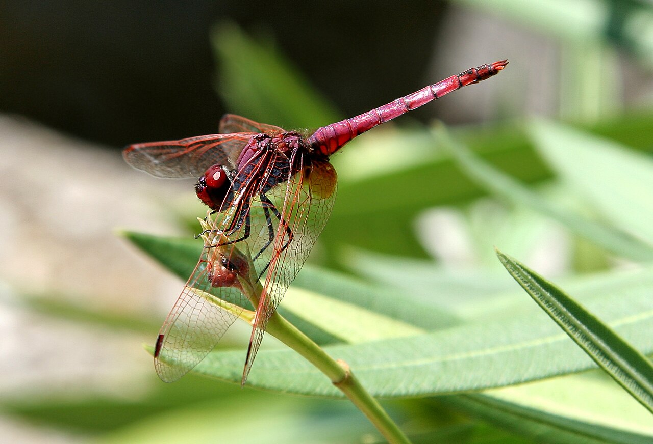 Purple Dragonfly: 7 US Species That Really Look Purple
