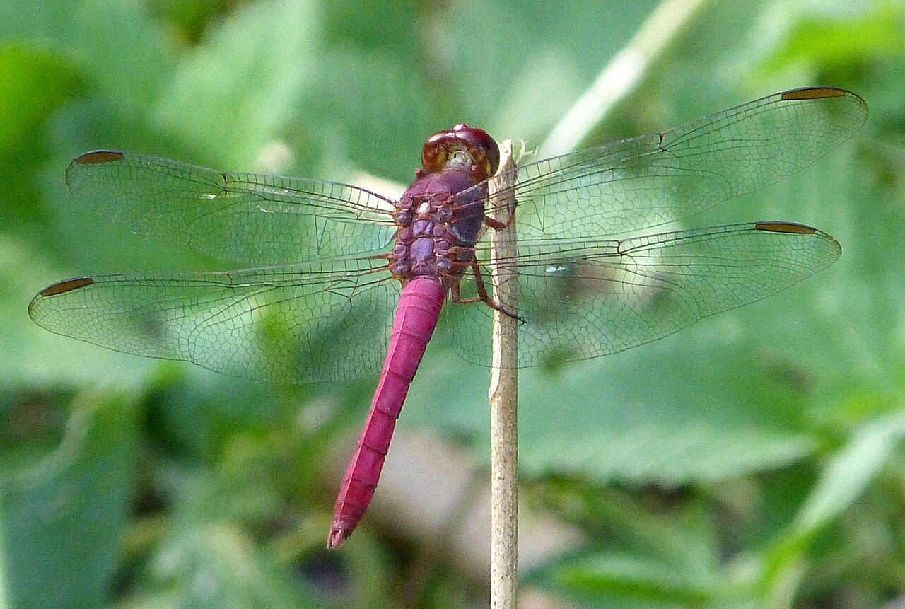 Can Dragonflies Be Purple?