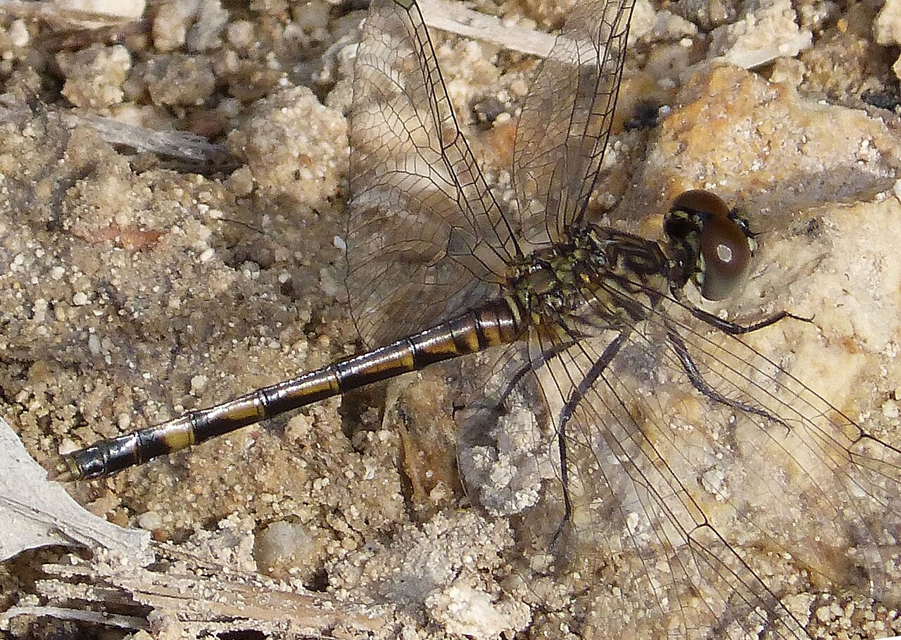 Roseate Skimmer (Orthemis ferruginea)