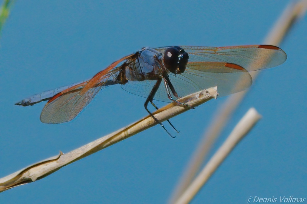Purple Skimmer (Libellula jesseana)