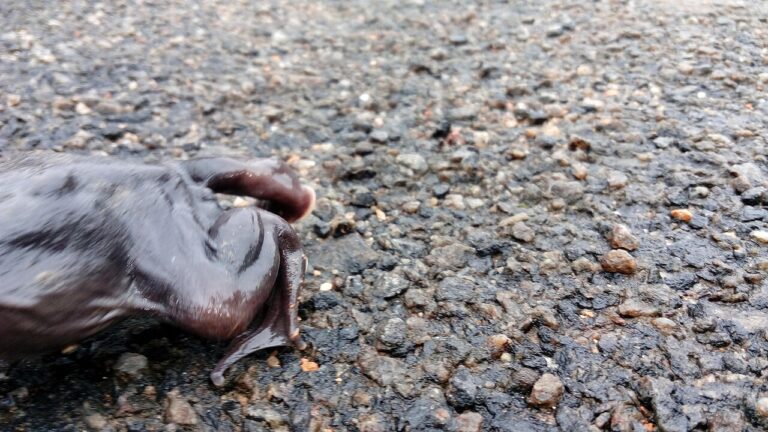 Purple Frog: The One True Species and 5 US Lookalikes