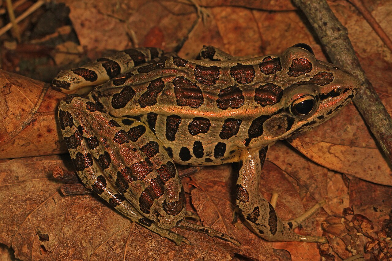 Where Are Purple Frogs Found?