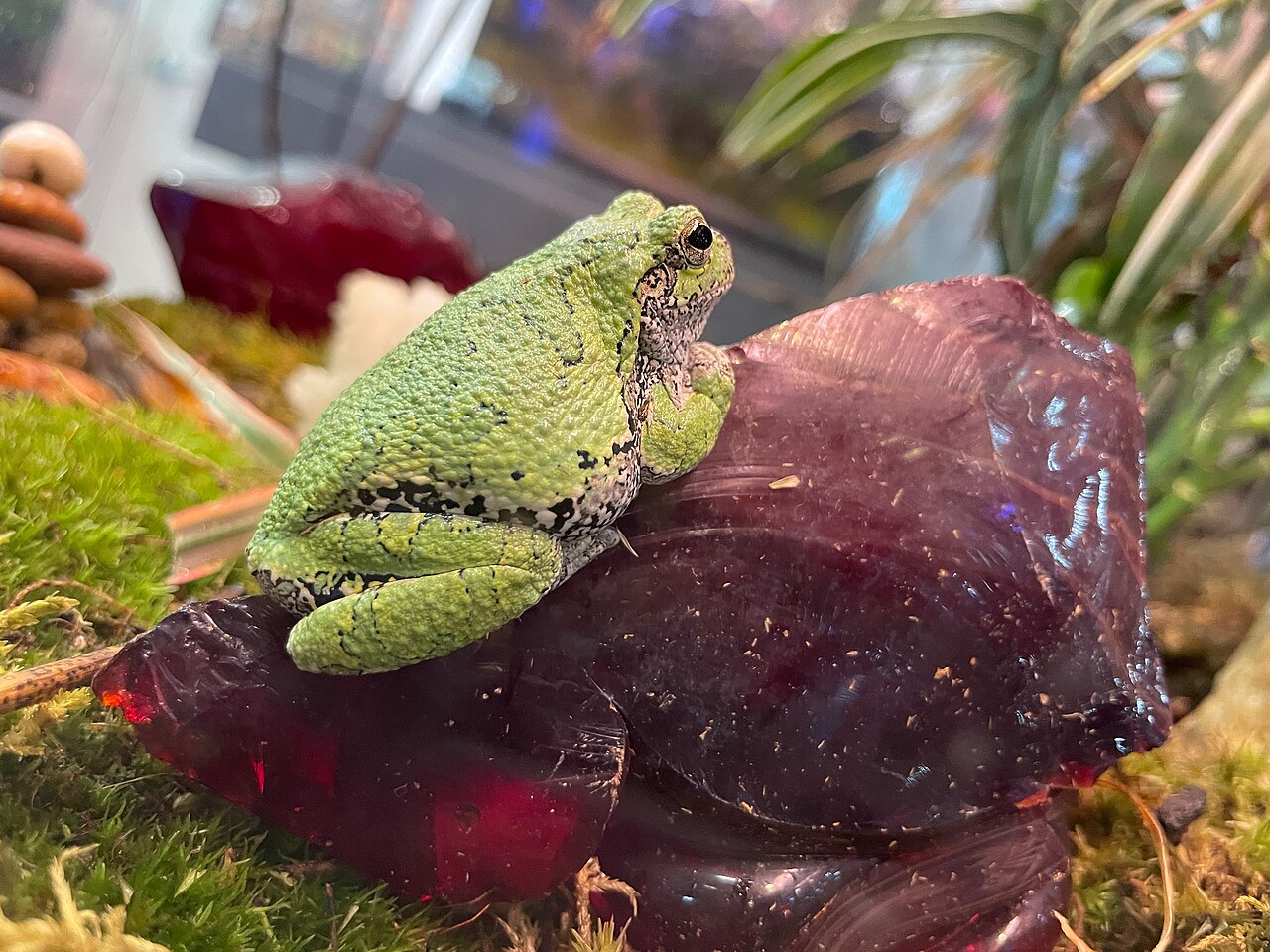 Indian Purple Frog: The Only True Purple Frog