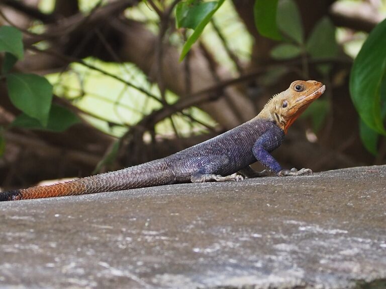 Purple Lizard: 5 US Species With Real Violet Color
