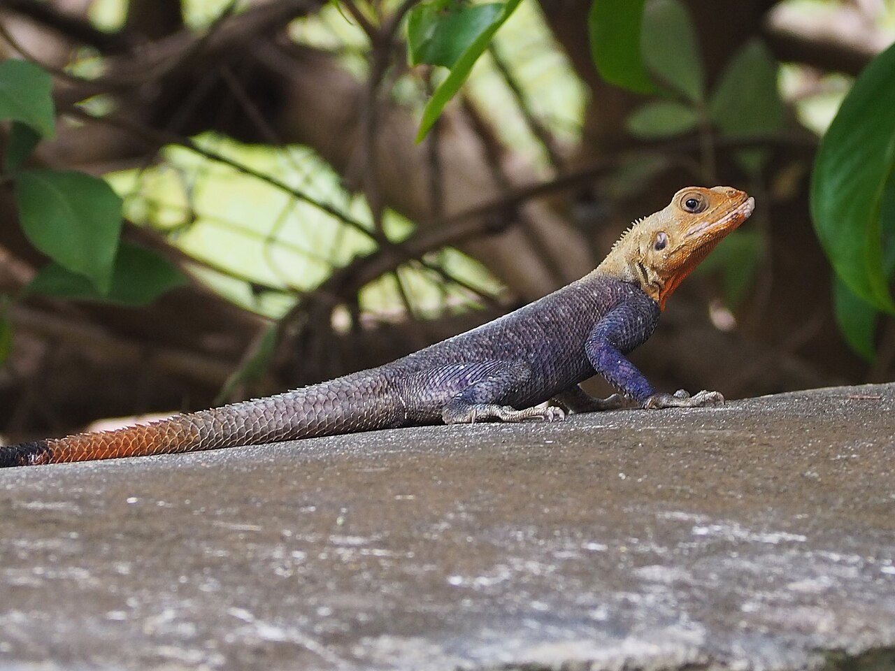 Purple Lizard: 5 US Species With Real Violet Color