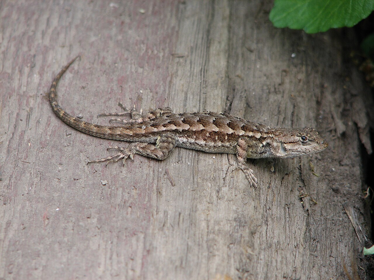 Granite Spiny Lizard