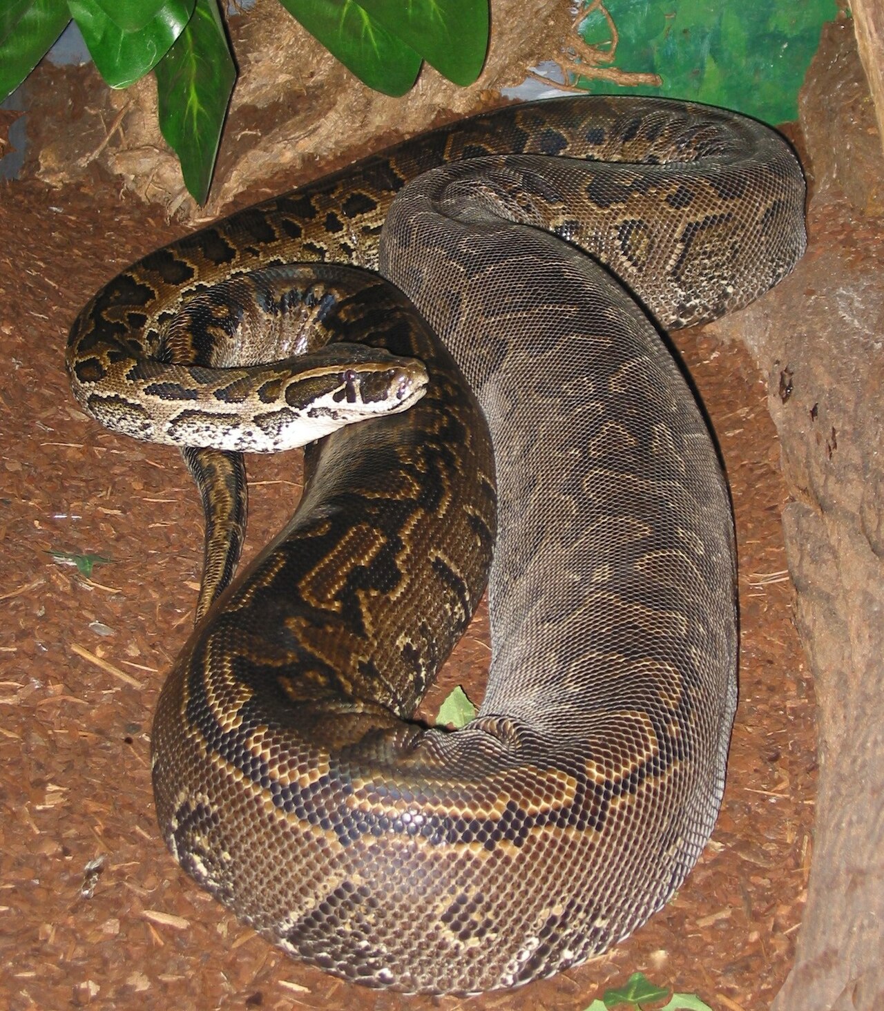 Python Symbolism: Greek Myth, Sacred Pythons and Dream Meanings