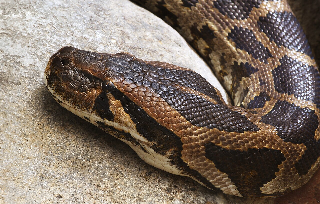 Are Snakes a Good or Bad Omen?